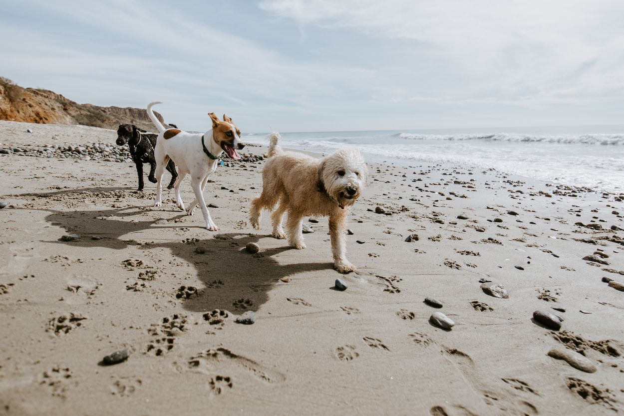 DogFriendly Activities in Mablethorpe and Skegness