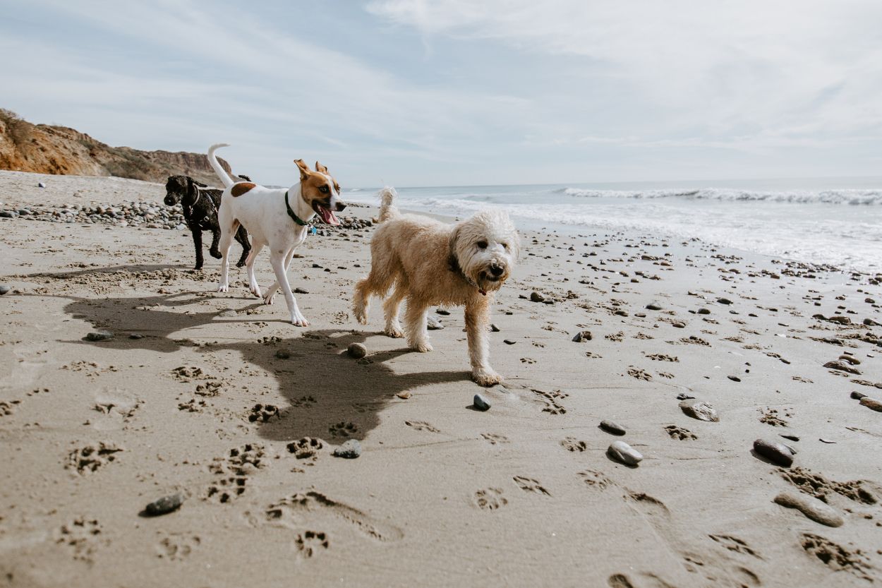 You are currently viewing Dog-Friendly Activities in Mablethorpe and Skegness