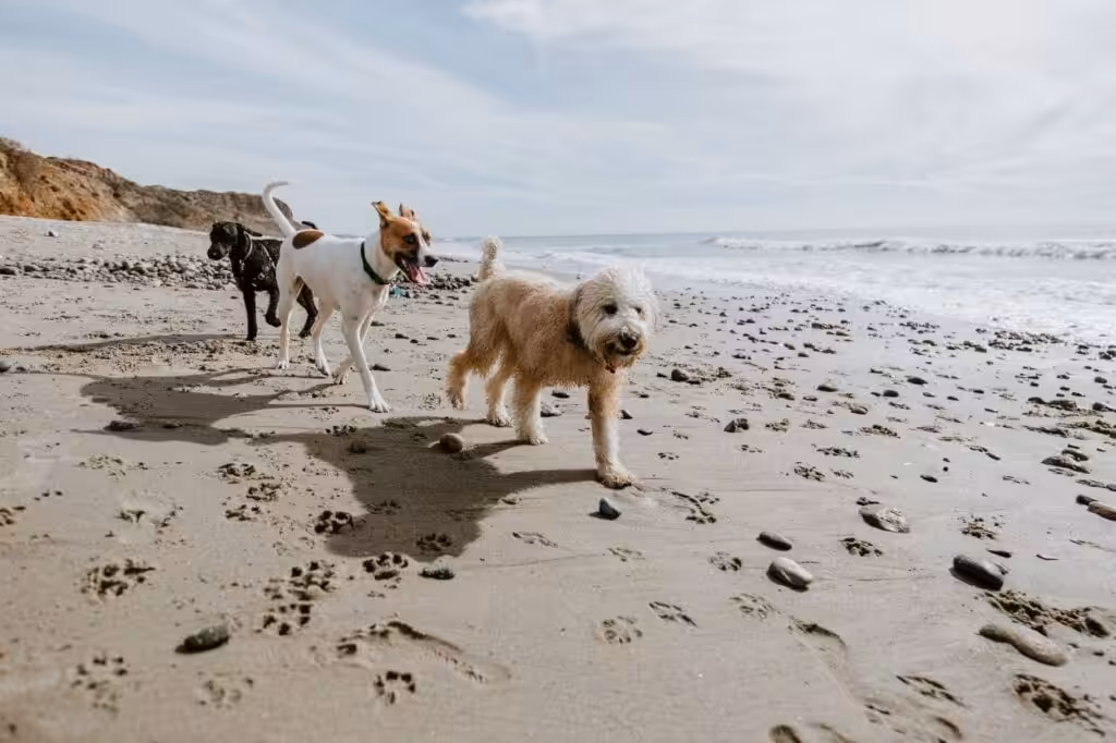 dogs walking on a beach in mablethorpe