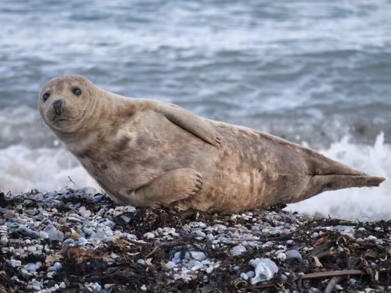 A seal sitting next to the ocean in Mablethorpe coastline